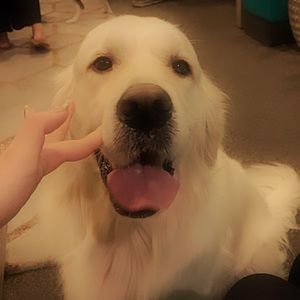 Meet your Posher, Sammy